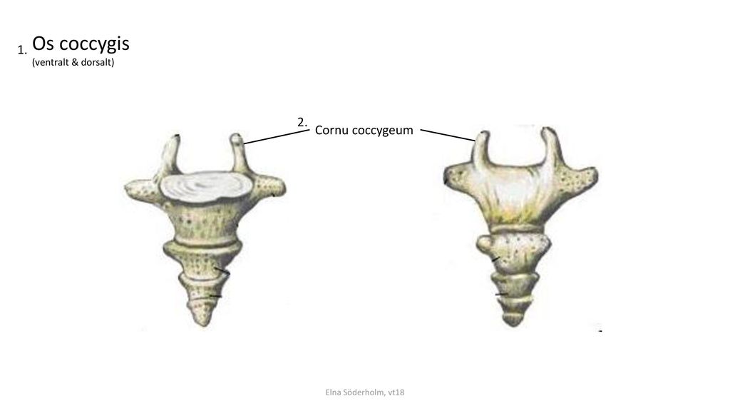 Os coccygis Cornu coccygeum (ventralt & dorsalt)