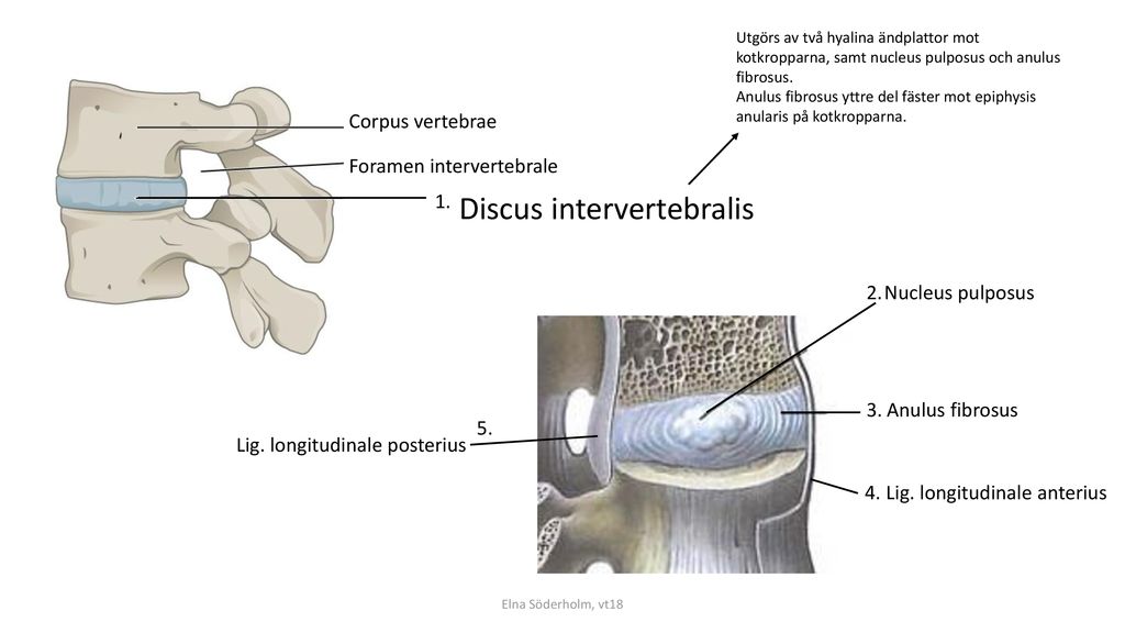 Discus intervertebralis