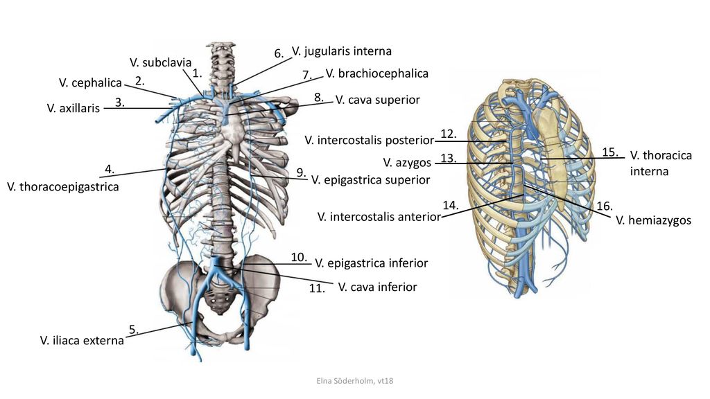 V. intercostalis posterior V. thoracica interna V. azygos 4.