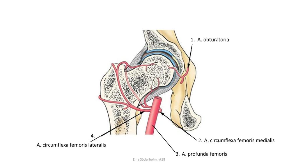 A. circumflexa femoris medialis A. circumflexa femoris lateralis
