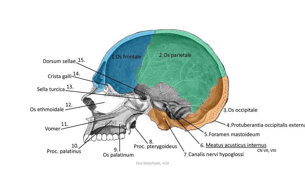 Protuberantia occipitalis externa Vomer 5. Foramen mastoideum