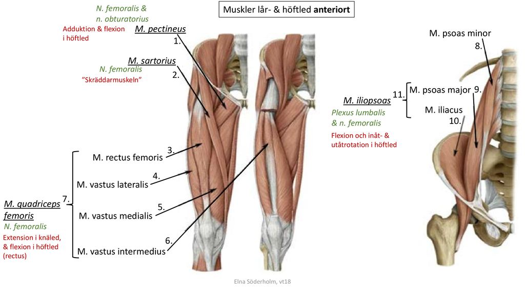 Muskler lår- & höftled anteriort