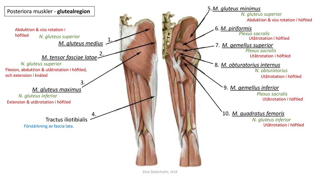 Posteriora muskler - glutealregion