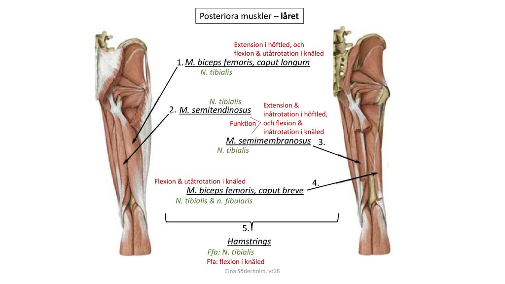 Posteriora muskler – låret