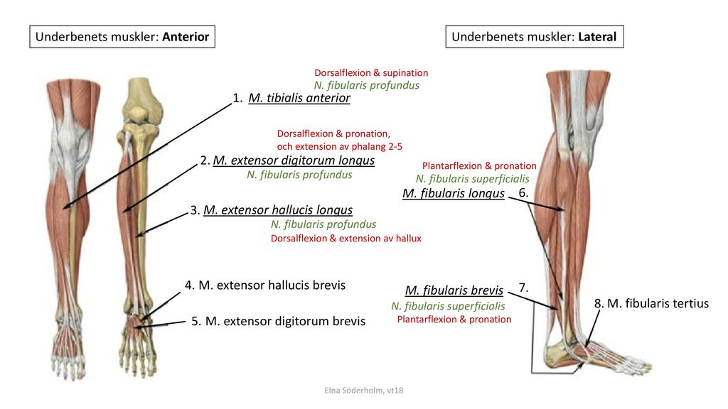 Underbenets muskler: Anterior Underbenets muskler: Lateral