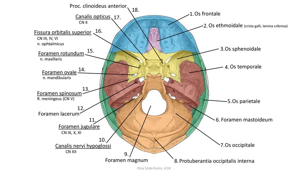 Proc. clinoideus anterior Os frontale Canalis opticus