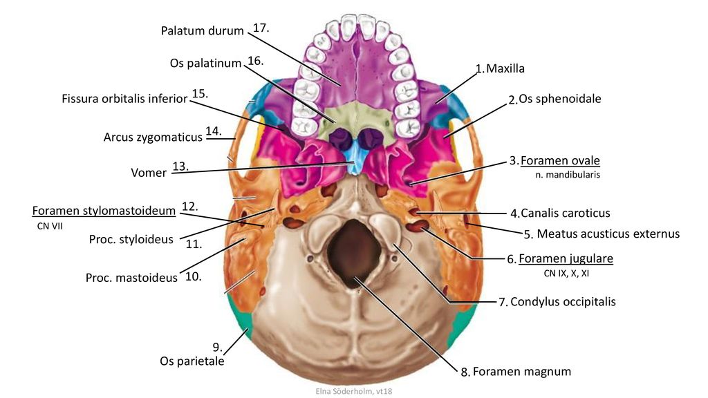 Fissura orbitalis inferior 2. Os sphenoidale