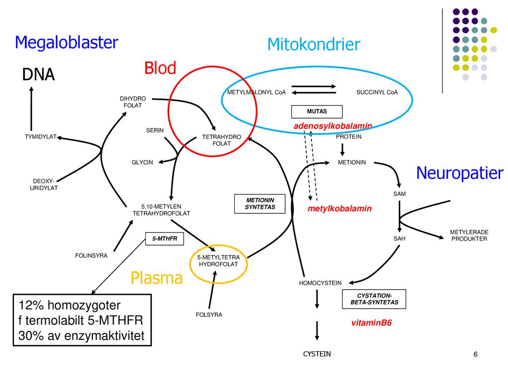Megaloblaster Mitokondrier Blod DNA Neuropatier Plasma 12% homozygoter