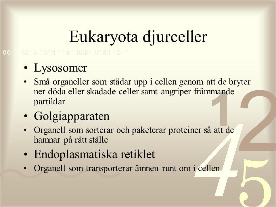 Eukaryota djurceller Lysosomer Golgiapparaten Endoplasmatiska retiklet