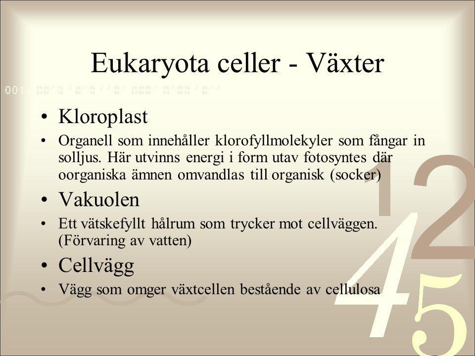 Eukaryota celler - Växter