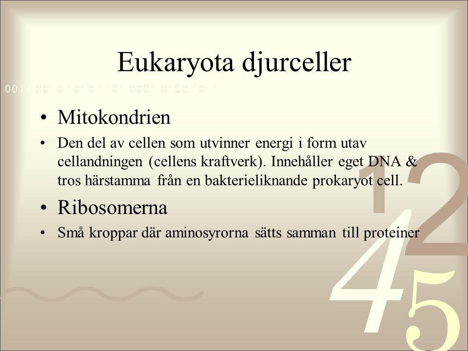 Eukaryota djurceller Mitokondrien Ribosomerna