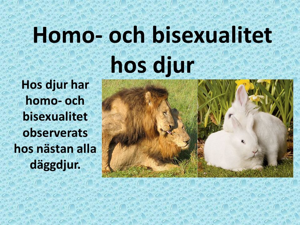 Homo- och bisexualitet hos djur