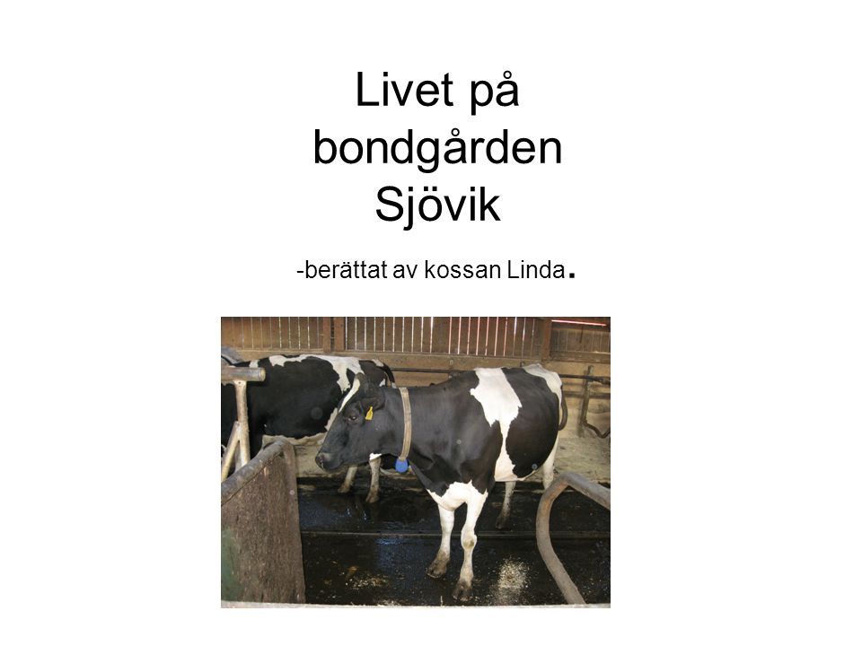Livet på bondgården Sjövik -berättat av kossan Linda.