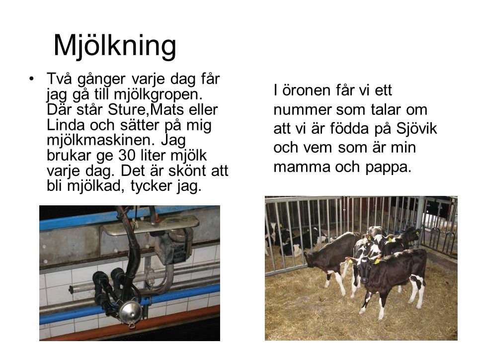 Mjölkning
