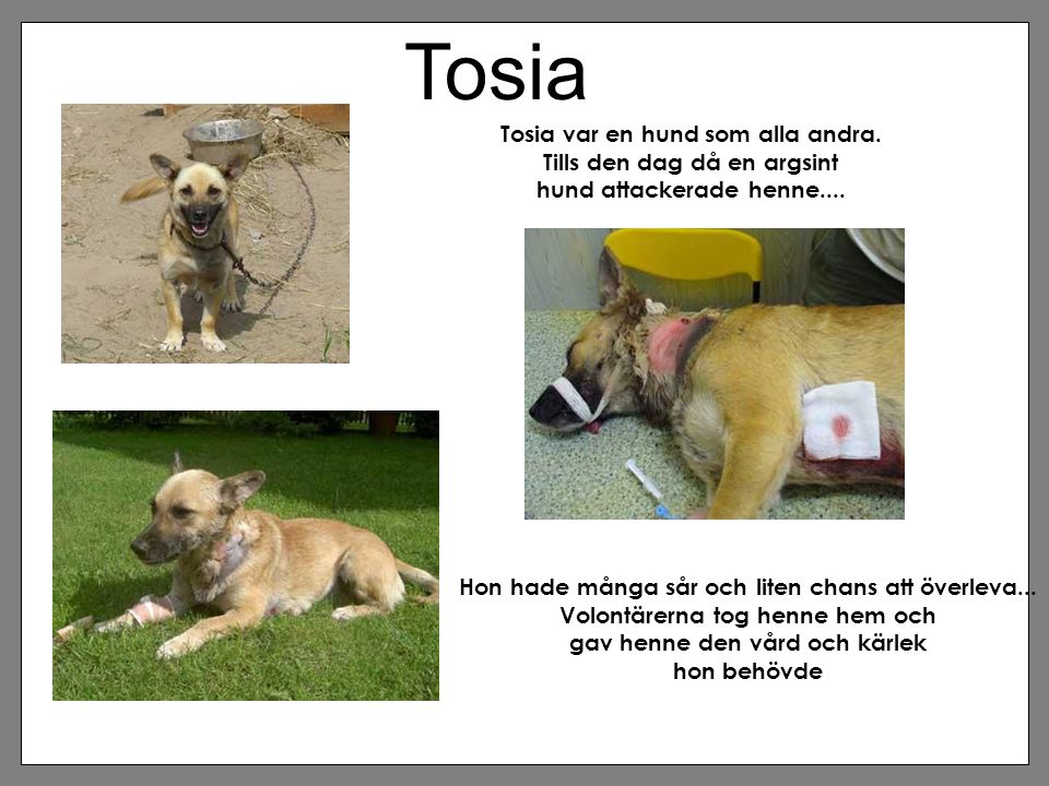 Tosia Tosia var en hund som alla andra. Tills den dag då en argsint