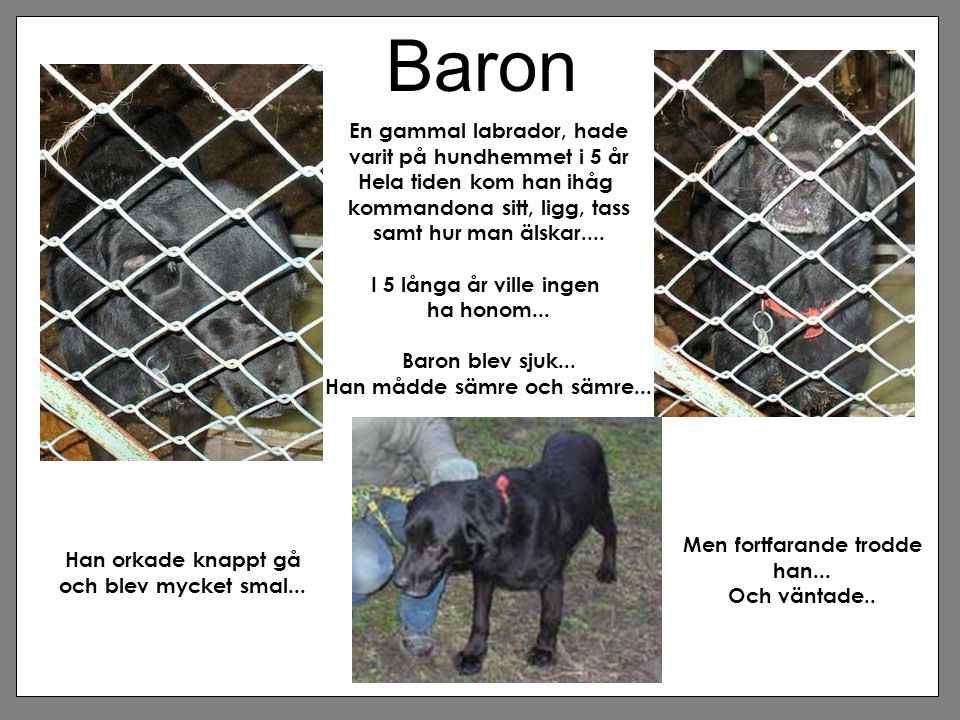 Baron En gammal labrador, hade varit på hundhemmet i 5 år