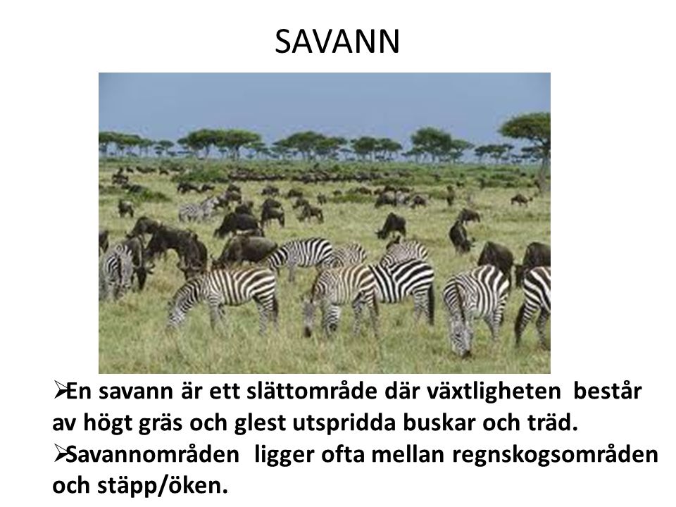 SAVANN En savann är ett slättområde där växtligheten består av högt gräs och glest utspridda buskar och träd.