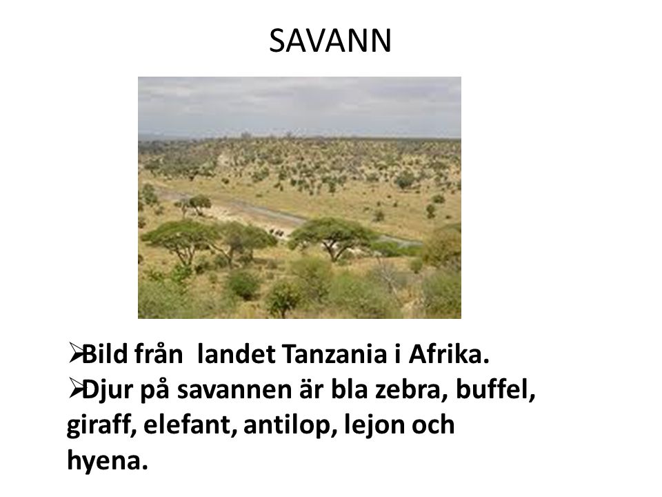 SAVANN Bild från landet Tanzania i Afrika.