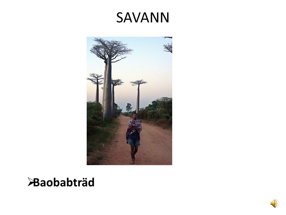 SAVANN Baobabträd