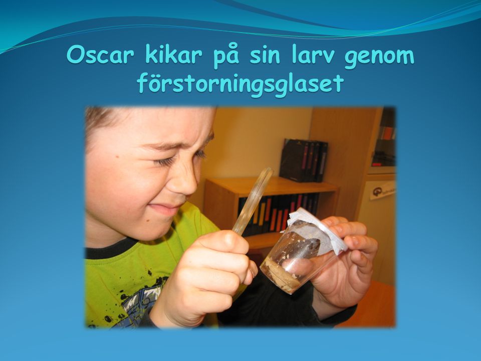 Oscar kikar på sin larv genom förstorningsglaset