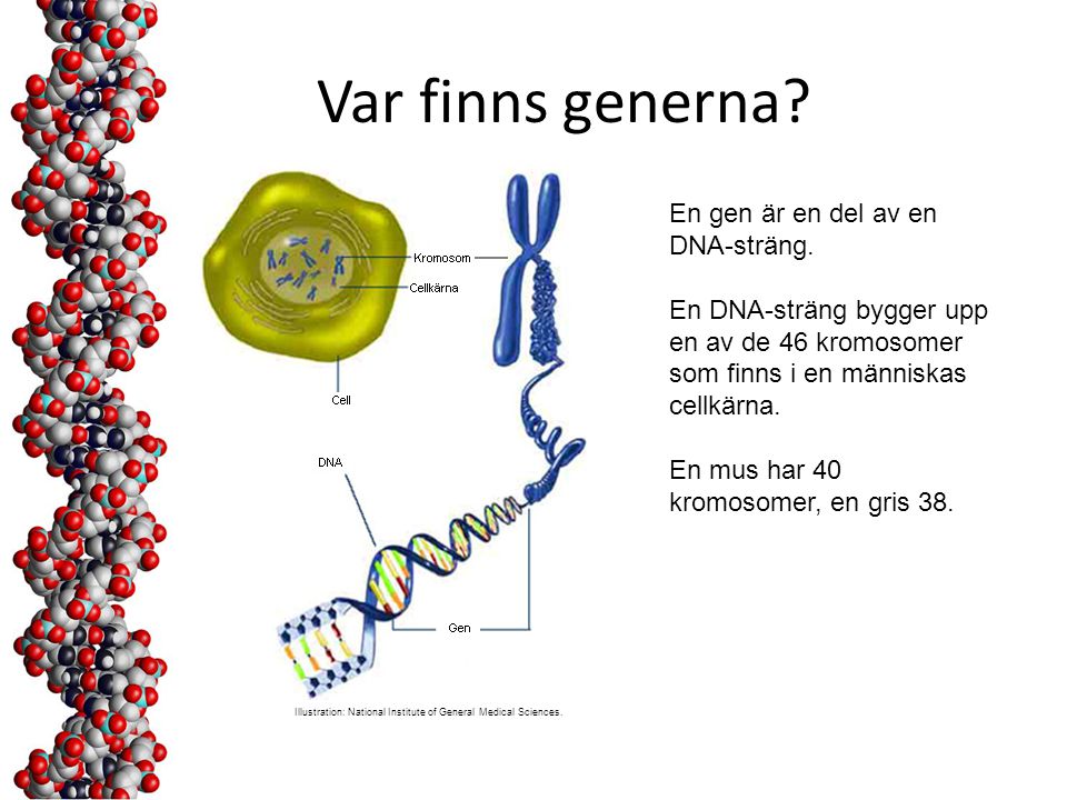 Var finns generna En gen är en del av en DNA-sträng.