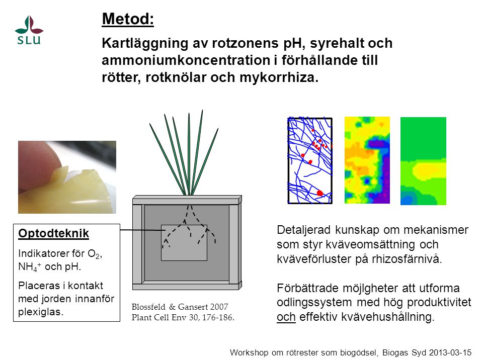 Metod: Kartläggning av rotzonens pH, syrehalt och ammoniumkoncentration i förhållande till rötter, rotknölar och mykorrhiza.