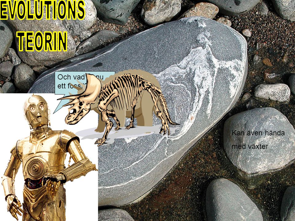 EVOLUTIONS TEORIN Och vad är nu ett fossil Kan även hända med växter