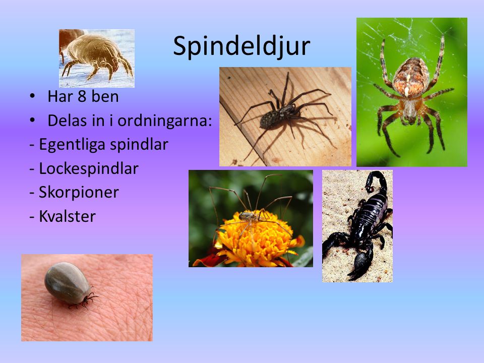Spindeldjur Har 8 ben Delas in i ordningarna: - Egentliga spindlar