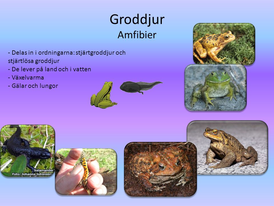 Groddjur Amfibier - Delas in i ordningarna: stjärtgroddjur och stjärtlösa groddjur. - De lever på land och i vatten.