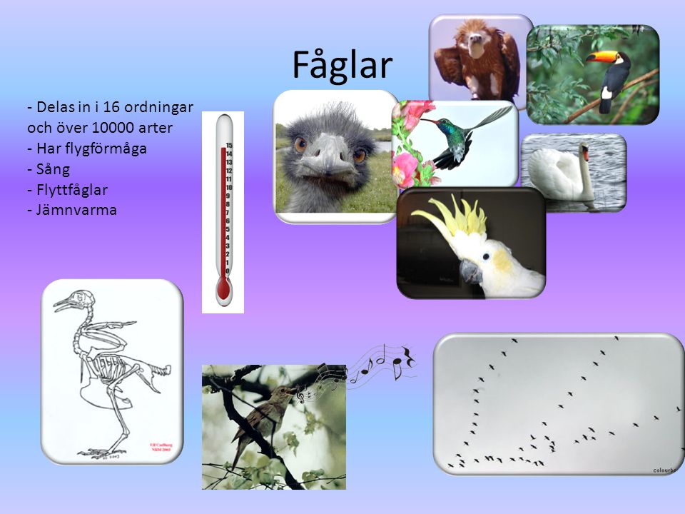Fåglar - Delas in i 16 ordningar och över arter