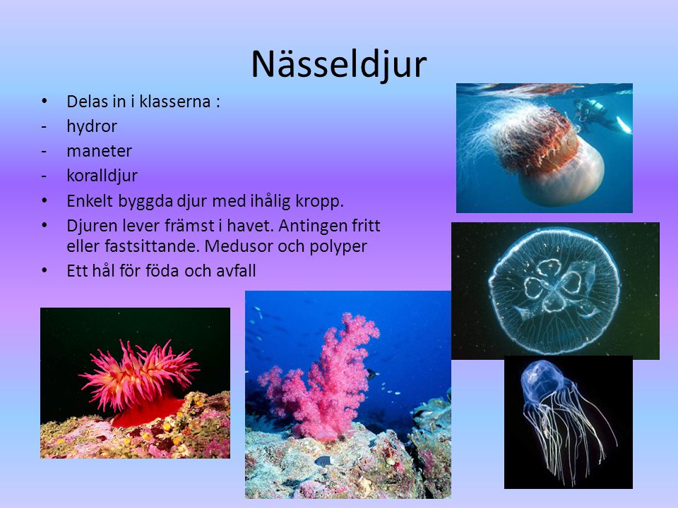Nässeldjur Delas in i klasserna : hydror maneter koralldjur