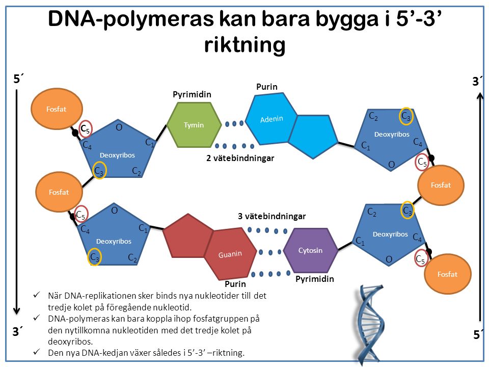 DNA-polymeras kan bara bygga i 5’-3’ riktning