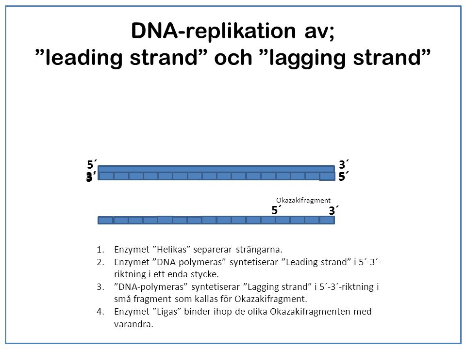 DNA-replikation av; leading strand och lagging strand