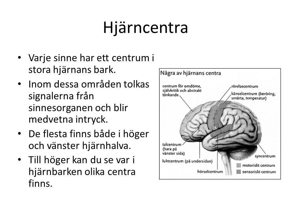 Hjärncentra Varje sinne har ett centrum i stora hjärnans bark.