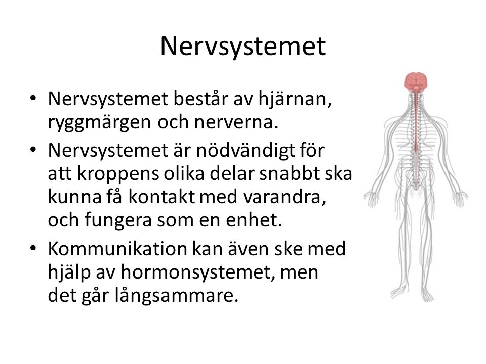 Nervsystemet Nervsystemet består av hjärnan, ryggmärgen och nerverna.