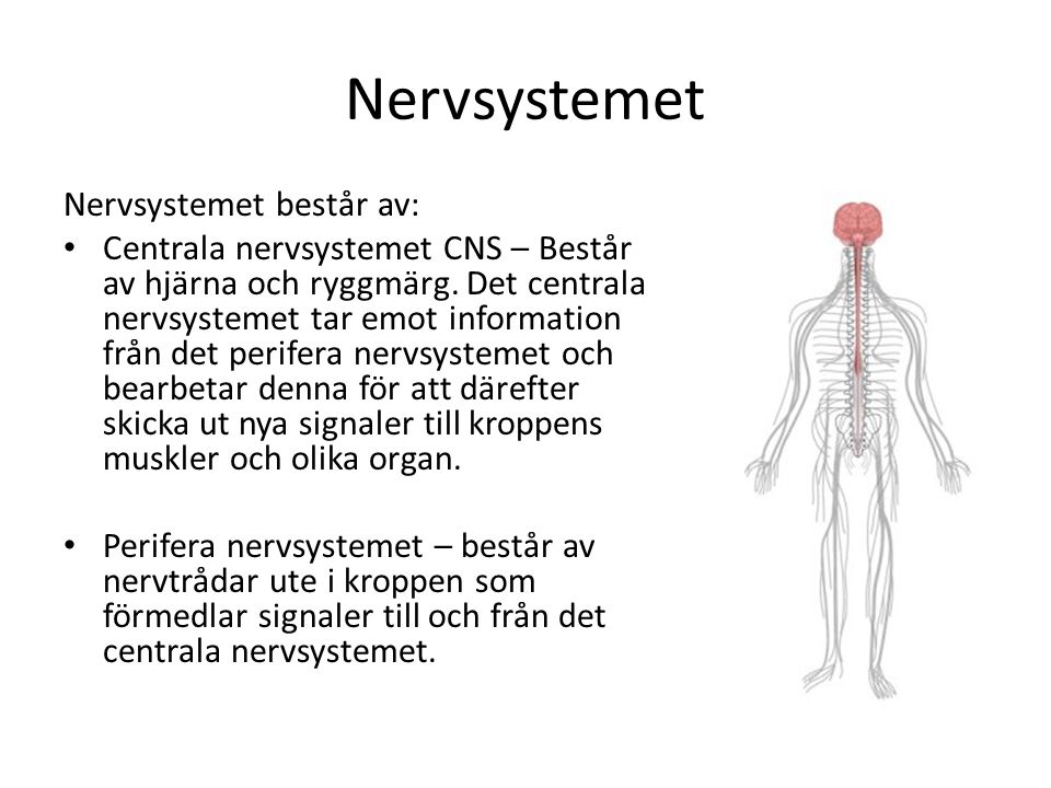 Nervsystemet Nervsystemet består av: