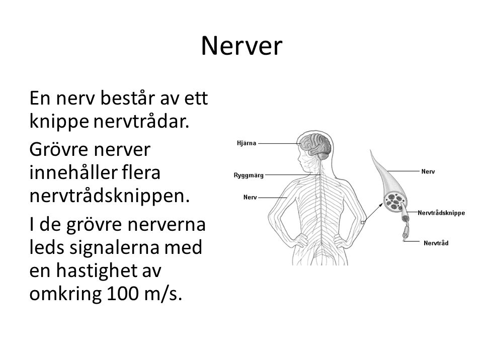 Nerver En nerv består av ett knippe nervtrådar.