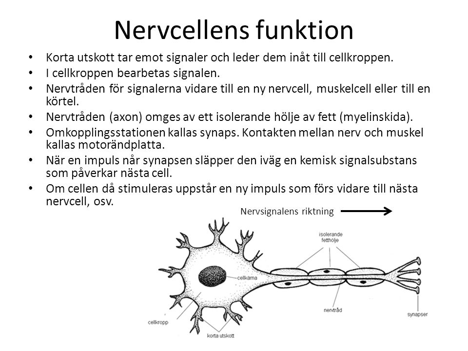 Nervcellens funktion Korta utskott tar emot signaler och leder dem inåt till cellkroppen. I cellkroppen bearbetas signalen.