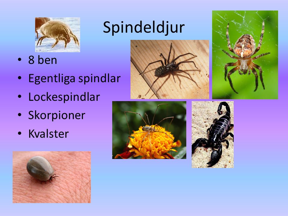 Spindeldjur 8 ben Egentliga spindlar Lockespindlar Skorpioner Kvalster
