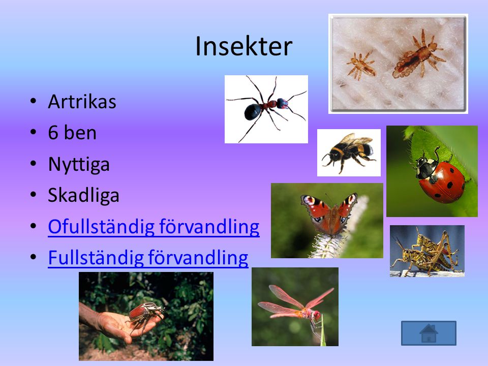 Insekter Artrikas 6 ben Nyttiga Skadliga Ofullständig förvandling