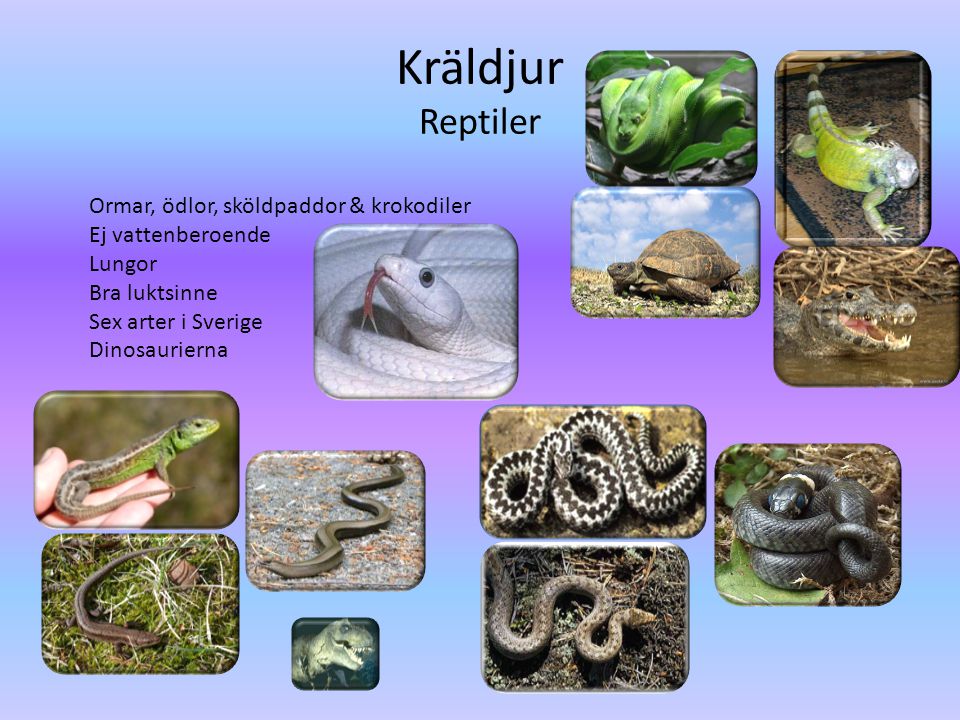 Kräldjur Reptiler Ormar, ödlor, sköldpaddor & krokodiler