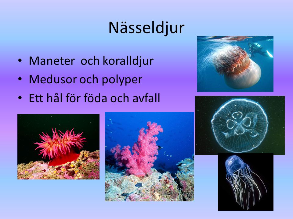 Nässeldjur Maneter och koralldjur Medusor och polyper