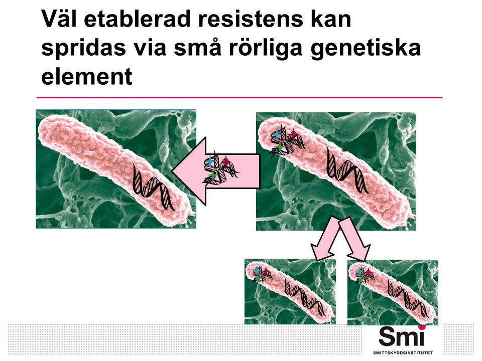 Väl etablerad resistens kan spridas via små rörliga genetiska element