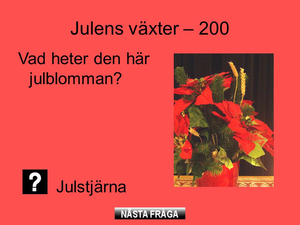 Julens växter – 200 Vad heter den här julblomman Julstjärna