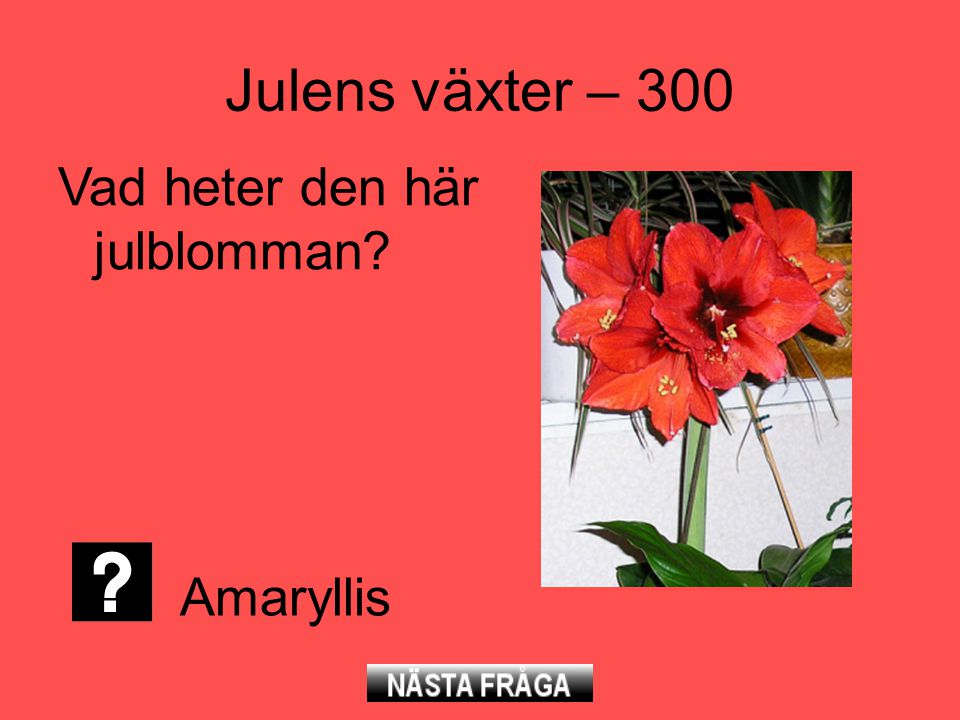Julens växter – 300 Vad heter den här julblomman Amaryllis