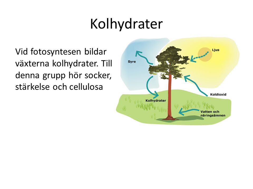 Kolhydrater Vid fotosyntesen bildar växterna kolhydrater.