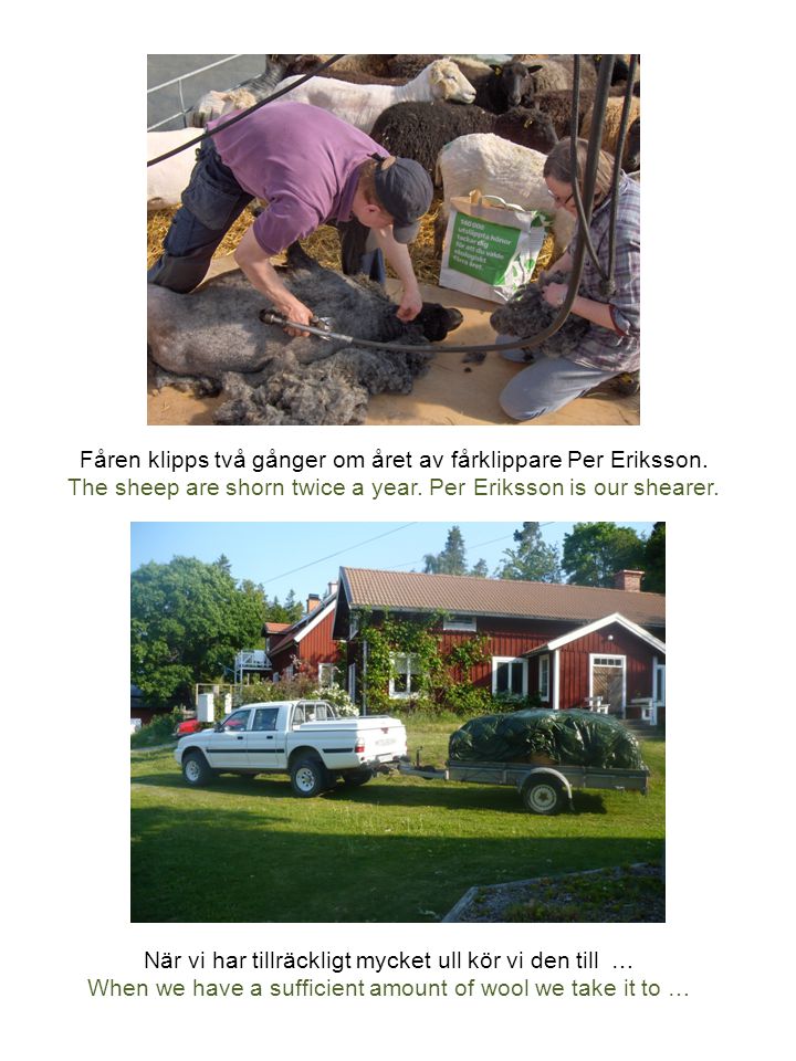 Fåren klipps två gånger om året av fårklippare Per Eriksson