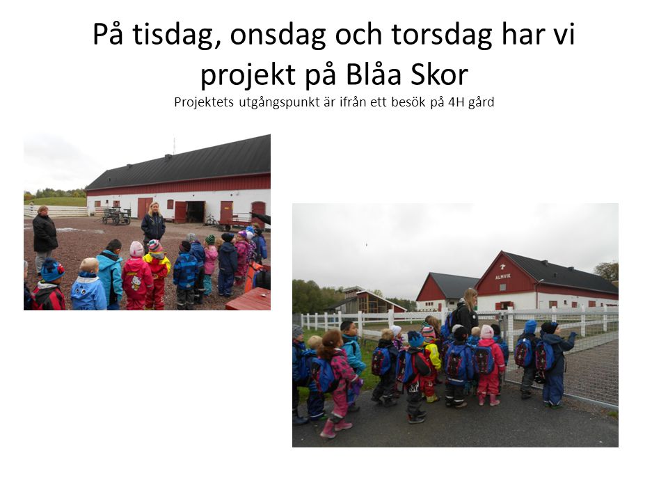 På tisdag, onsdag och torsdag har vi projekt på Blåa Skor Projektets utgångspunkt är ifrån ett besök på 4H gård