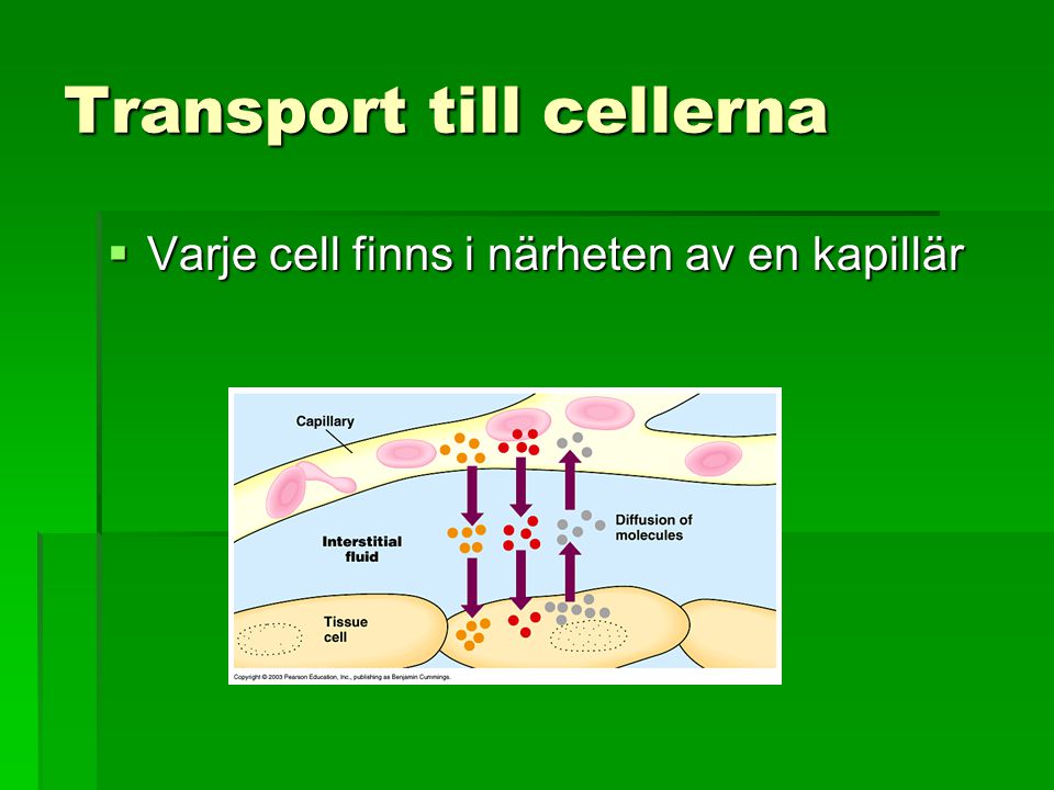 Transport till cellerna