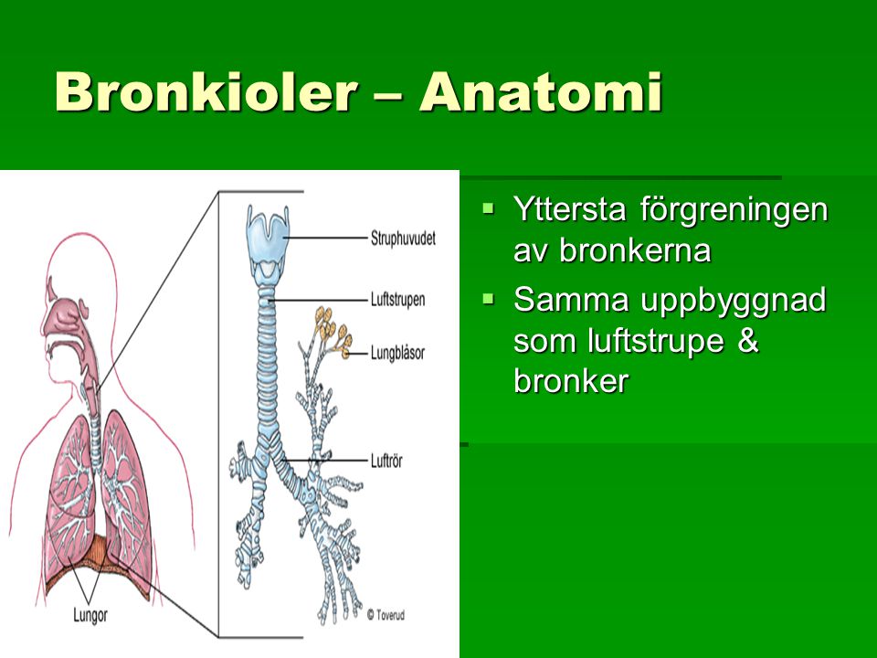 Bronkioler – Anatomi Yttersta förgreningen av bronkerna